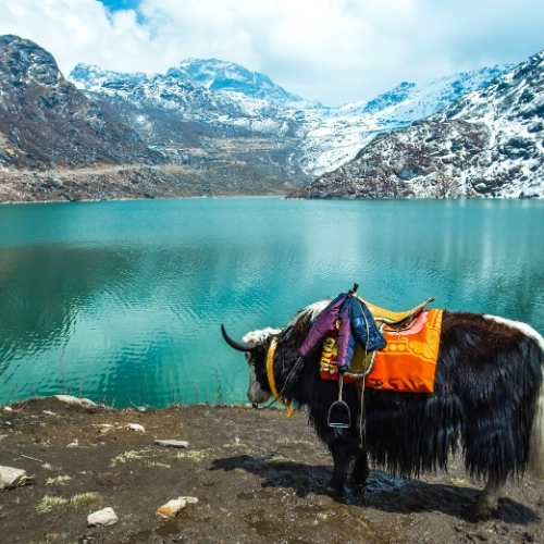 Gangtok and Darjeeling